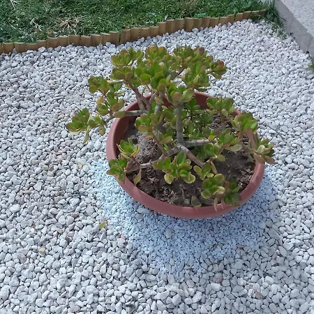 Tatil Evi Rustico Tra I Limoni